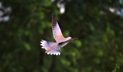 A dove in flight with wings spread against a blurred green background