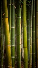Fototapeta premium Dense bamboo grove