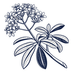 euphorbia vector