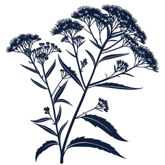 black and white eupatorium maculatum