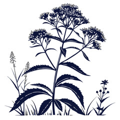 eupatorium maculatum on white background 