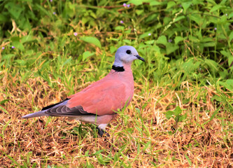 A red collared dove stands on grassy ground with green foliage background
