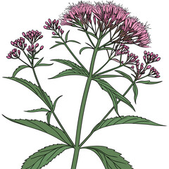 echium wildpretii on white background 