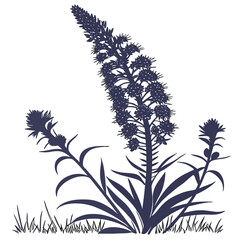 echium wildpretii with leaves