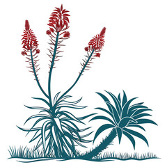 echium wildpretii vector