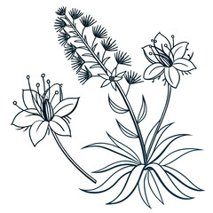 black and white echium wildpretii