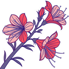 echium wildpretii on white background 