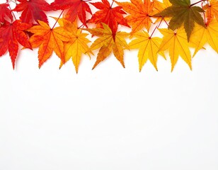 Colorful autumn leaves arranged across a white background for decorative purposes
