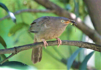 Small brown bird perched on a branch with insect in beak