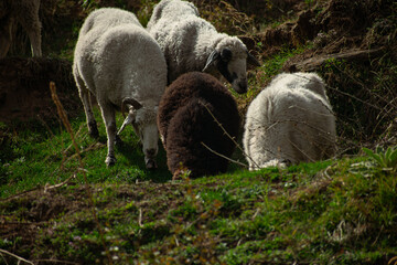 Flock of sheep grazing on hillside pasture