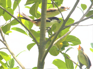 Two small birds perched on green leafy branches in bright daylight