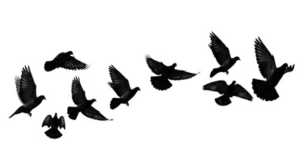 Fototapeta premium Multiple black bird silhouettes, elegant pigeons and doves, in dynamic flight against a transparent background with copy space, concept of natural freedom