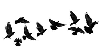 Multiple black bird silhouettes, elegant pigeons and doves, in dynamic flight against a transparent background with copy space, concept of natural freedom