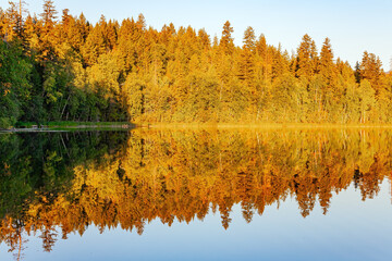 Yellow autumn forest