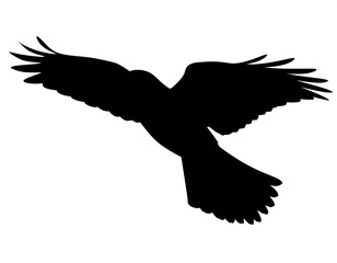 Obraz premium Bird in Flight Silhouette.
