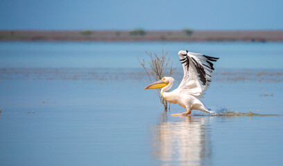 A flock of pelican birds walks along the blue lake of Cyprus. Flying pelicans in the blue sky. Waterfowl at the nesting site.