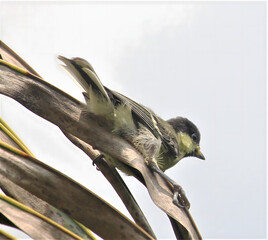 Close up of a small bird perched on a branch with blurred background