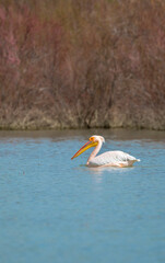 A flock of pelican birds walks along the blue lake of Cyprus. Flying pelicans in the blue sky. Waterfowl at the nesting site.