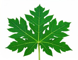 A vibrant green, lobed leaf with prominent veins against a clean white background