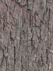 Close up of rough tree bark texture in natural outdoor setting