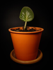 Single African Violet Leaf Cutting in Orange Pot