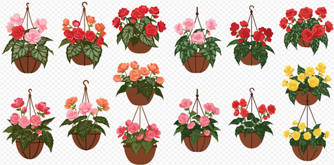 Collection of colorful begonia flowers in hanging baskets, isolated on a transparent background.