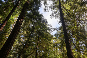 Redwood Canopy with Sunlight