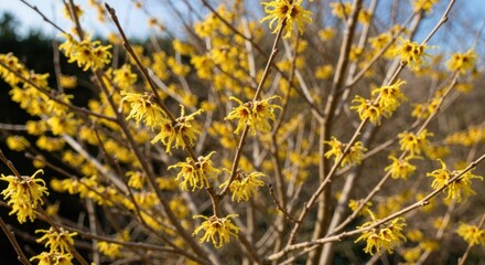 Close-up of vibrant yellow flowers on bare branches.  Sunny, outdoor shot of small, star-shaped blooms