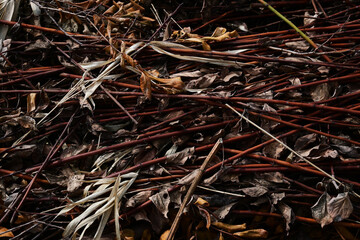 刈って積まれた枯草