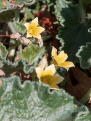 Wild yellow flowers with fuzzy green leaves in natural outdoor setting