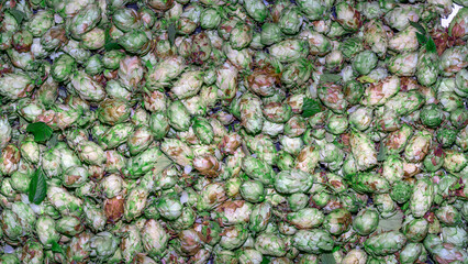 A detailed close up view of a pile of vibrant green hops