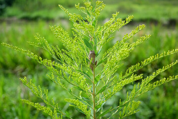 セイタカアワダチソウについたカマキリの卵