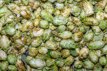 A detailed close up view of a pile of vibrant green hops
