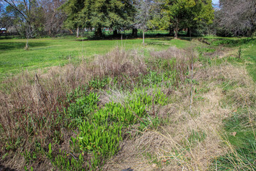 Overgrown grass and dry plants in an urban park during spring