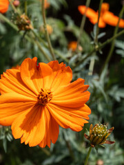 Bright orange cosmos flower in bloom with bud in garden closeup