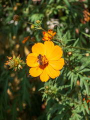Bee collecting nectar on vibrant orange cosmos flower in garden