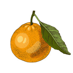 Ripe tangerine with green leaf vector illustration