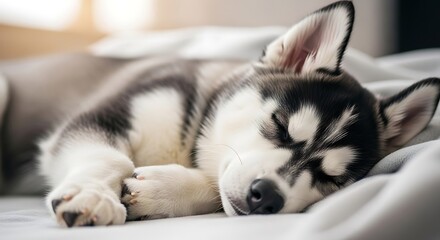 Fototapeta premium Adorable Husky Puppy Sleeping Peacefully on a Cozy Blanket.