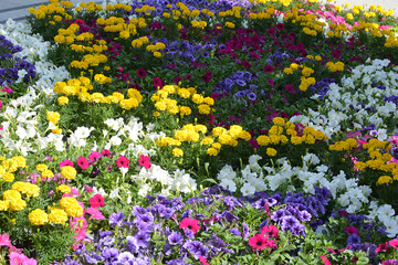 A huge arrangement of colorful spring flowers / カラフルな春の花々の巨大な寄せ植え