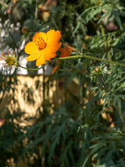 Close up of blooming orange cosmos flower in sunlight with green foliage