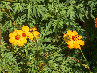 Bright orange cosmos flowers blooming in green garden foliage