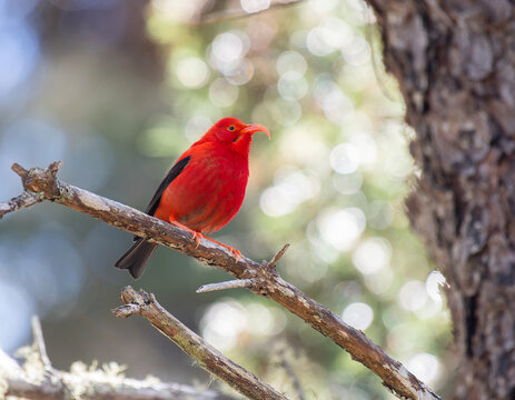 I'iwi on a branch in a forest on Maui, Hawai'i