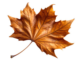 Fototapeta premium Dried Brown American Sweetgum Leaf with Texture, Isolated PNG