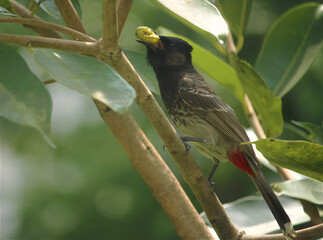 Small bird with yellow beak perched on a branch with green leaves