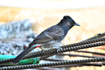 A red vented bulbul bird perched on metal rebar outdoors