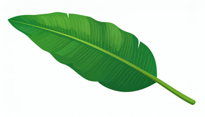 Obraz premium Banana leaf isolated on a clean white background tropical foliage element for design illustration