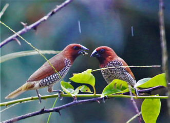 Two small brown birds with spotted chests perched on a branch