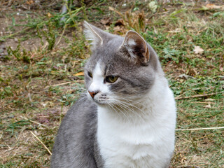 Cute Grey and White Cat Looking Sideways