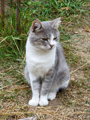 Sitting Grey and White Cat Outdoor Full Body