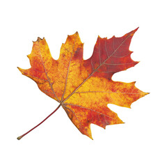 Vibrant Autumn Maple Leaf Isolated on White Background 1.